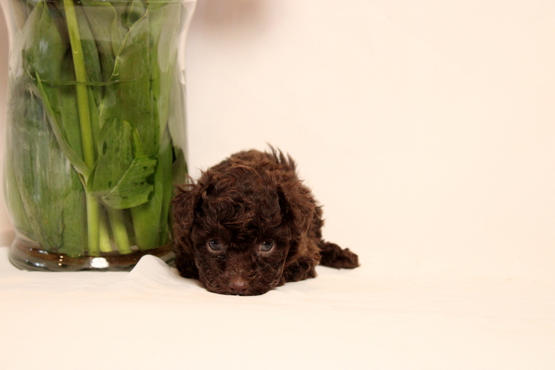 puppy, for, sale, Toy Poodle, Matthew B. Stoltzfus, dog, breeder, Gap, PA, dog-breeder, puppy-for-sale, forsale, nearby, find, puppyfind, locator, puppylocator, aca